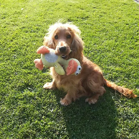 Апартаменты Silbecke Forest View