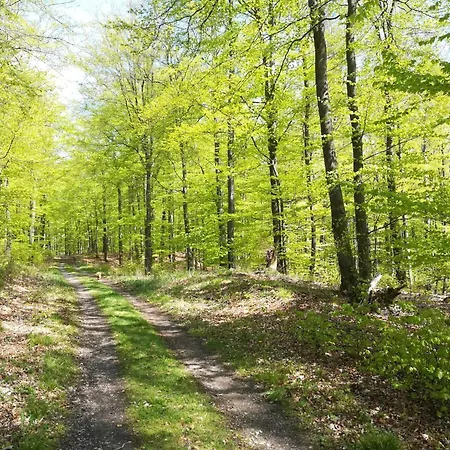 Апартаменты Silbecke Forest View