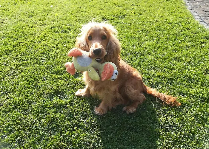 Апартаменты Silbecke Forest View